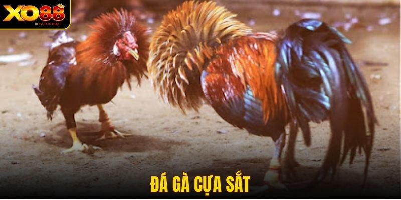 Đá gà cựa sắt