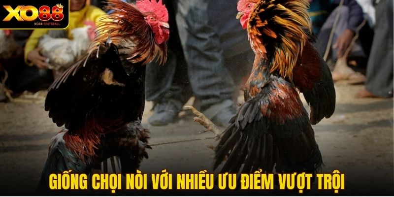 Giống chọi nòi với nhiều ưu điểm vượt trội