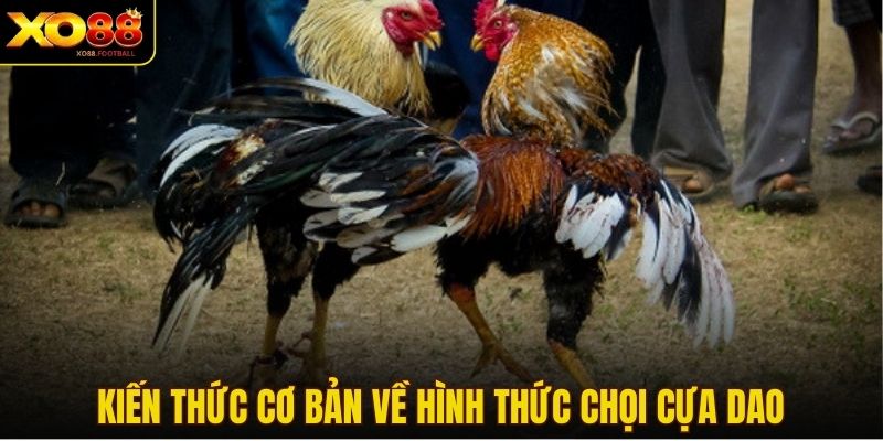 Kiến thức cơ bản về hình thức chọi cựa dao
