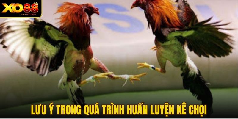 Lưu ý trong quá trình huấn luyện kê chọi