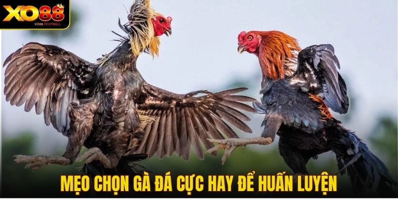 Mẹo chọn gà đá cực hay để huấn luyện