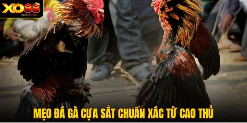 Mẹo đá gà cựa sắt chuẩn xác từ cao thủ