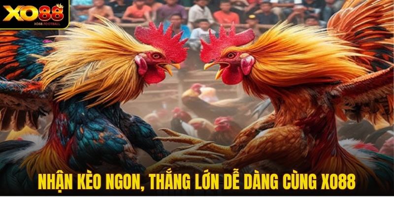 Nhận kèo ngon, thắng lớn dễ dàng cùng XO88