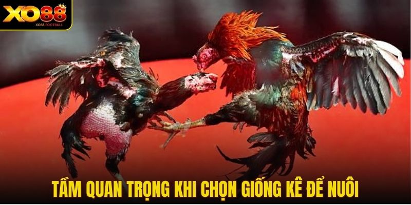 Tầm quan trọng khi chọn giống kê để nuôi
