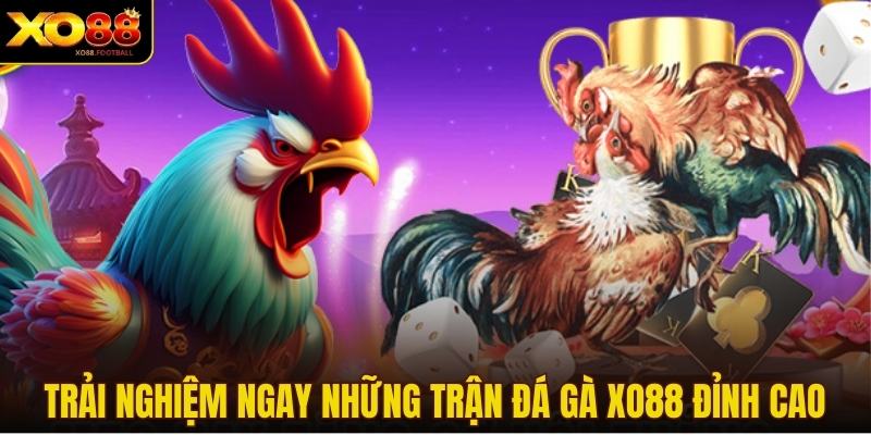 Trải nghiệm ngay những trận đá gà XO88 đỉnh cao